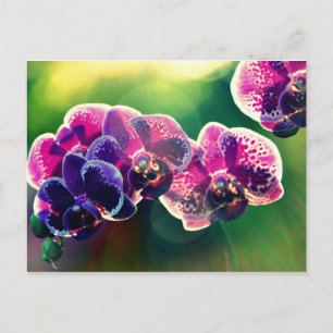 DaySpring Orchid Vykort