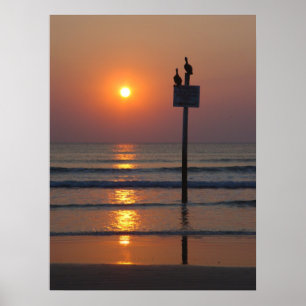Daytona Beach FL för pelikansoluppgånghav affisc Poster