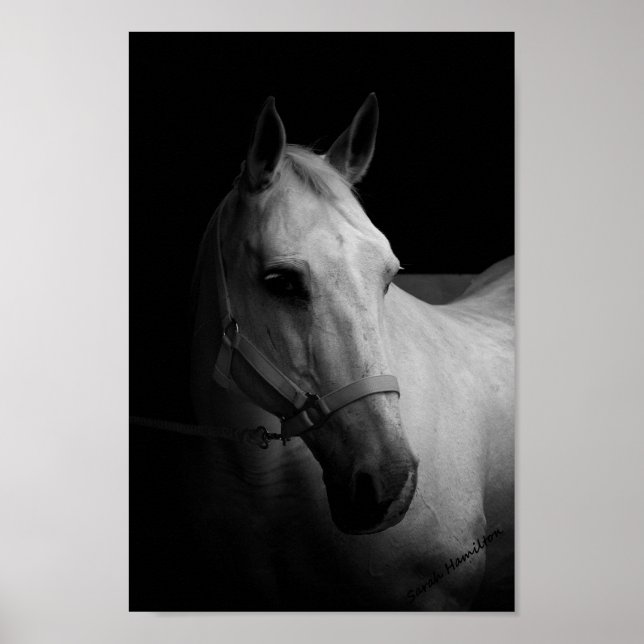 Dazzle Poster (Framsidan)