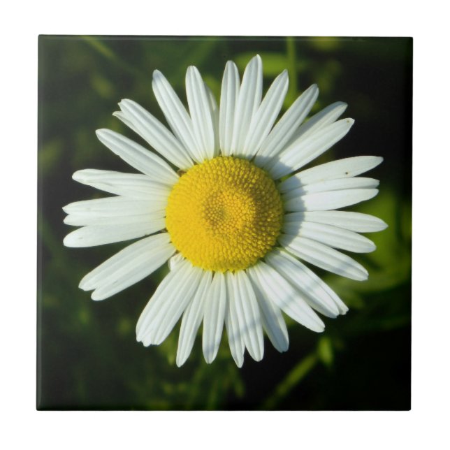 Dazzling Daisy Kakelplatta (Framsidan)