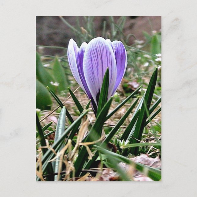 Dazzling Lila Crocus Flowers Vykort (Framsida)