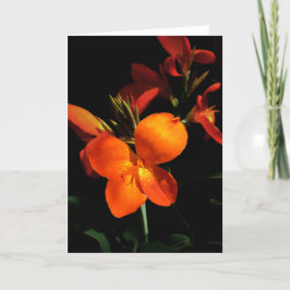 Dazzling Orchid Greeting Card Kort