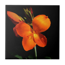 Dazzling Orchid Tile Kakelplatta