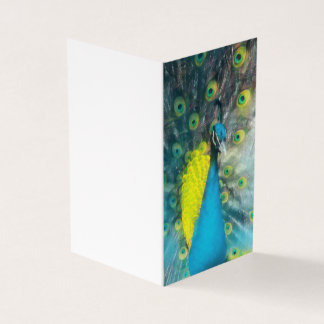 Dazzling Peacock - tom presentuppsättning märkre Kort