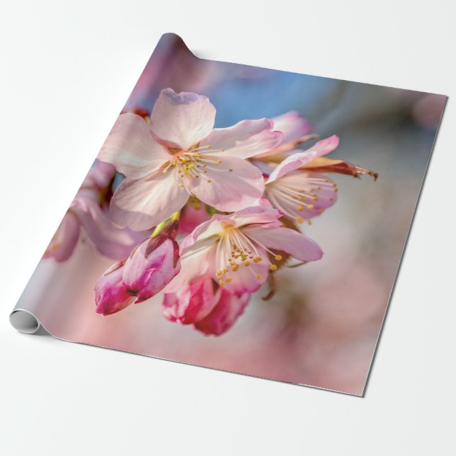 Dazzling Sakura Flowers. Beige och Blue Background Presentpapper (Utrullad)