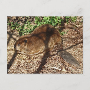 DC-Funny Beaver-vykort Vykort