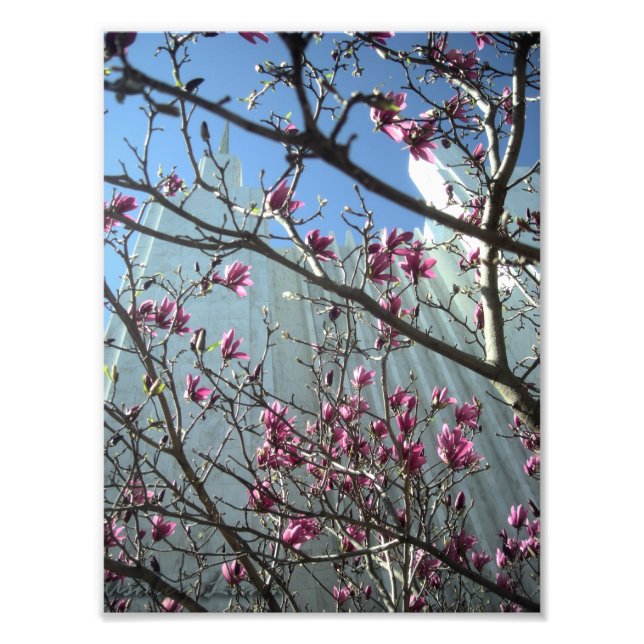 DC Temple i Rosa Flowers Fototryck (Framsidan)