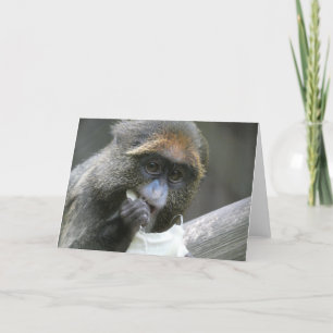 De brazza monkey kort