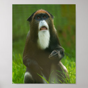 De Brazza monkey Poster