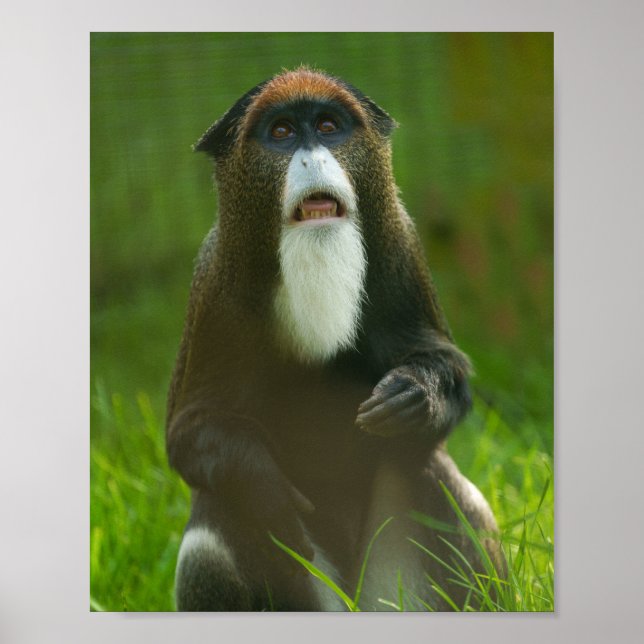 De Brazza monkey Poster (Framsidan)
