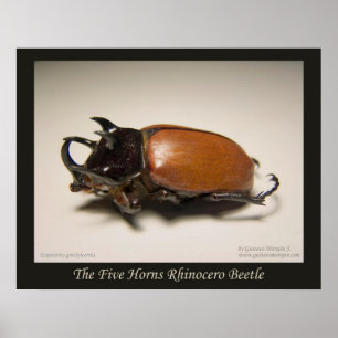 De fem hornarna Rhinocero Beetle Poster
