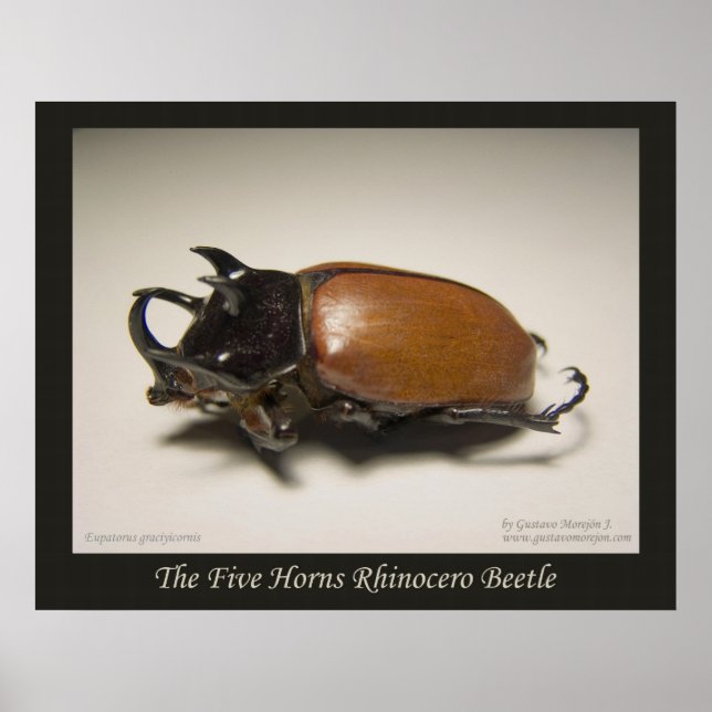 De fem hornarna Rhinocero Beetle Poster (Framsidan)