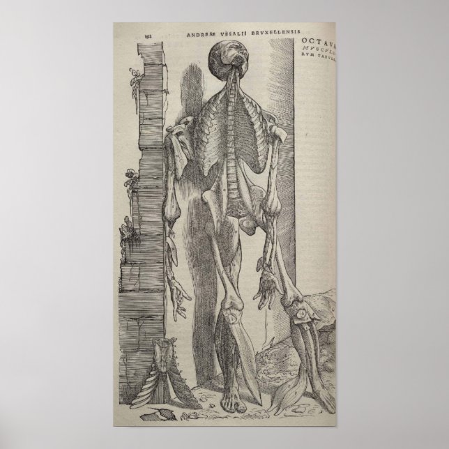 De Humani Corporis Poster (Framsidan)