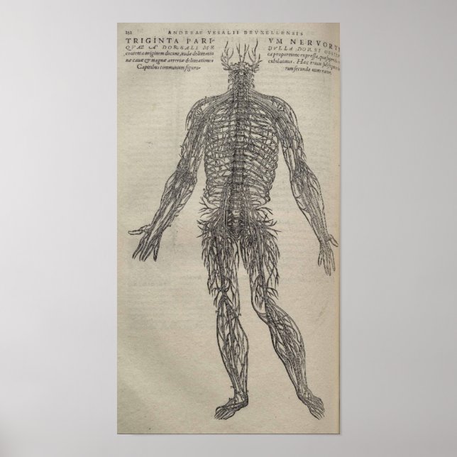 De Humani Corporis Poster (Framsidan)