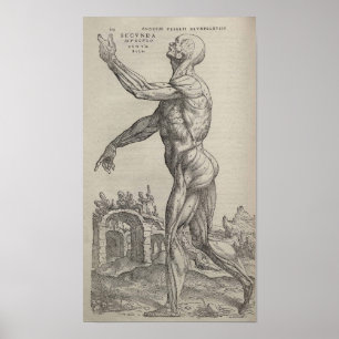 De Humani Corporis Poster