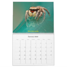 De kutaste jumpande spindlarna