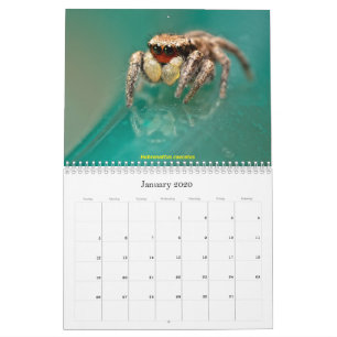 De kutaste jumpande spindlarna kalender