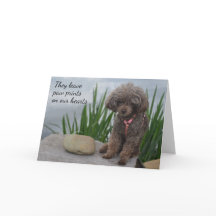 De Lämnar Tassavtryck på våra hjärtan.