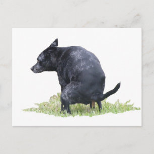De påhoppande Hund Ponders Vykort