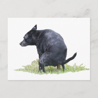 De påhoppande Hund Ponders Vykort