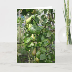 De ripening pearsna kort