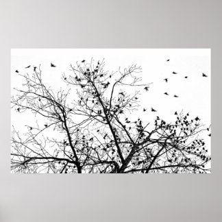 De svarta fåglarna poster