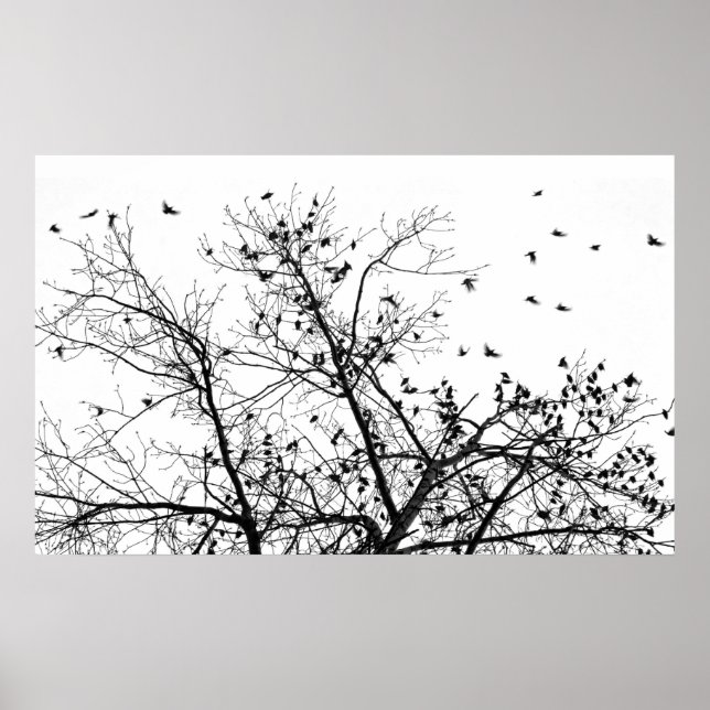 De svarta fåglarna poster (Framsidan)