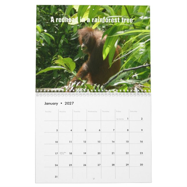 De tolv dagarna av jul vid orangutans kalender (Jan 2027)