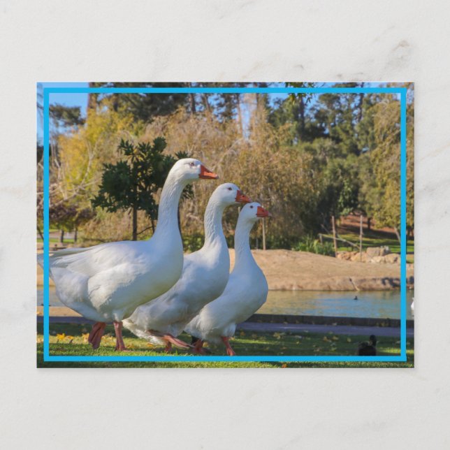 De tre aktierna vykort (Framsida)