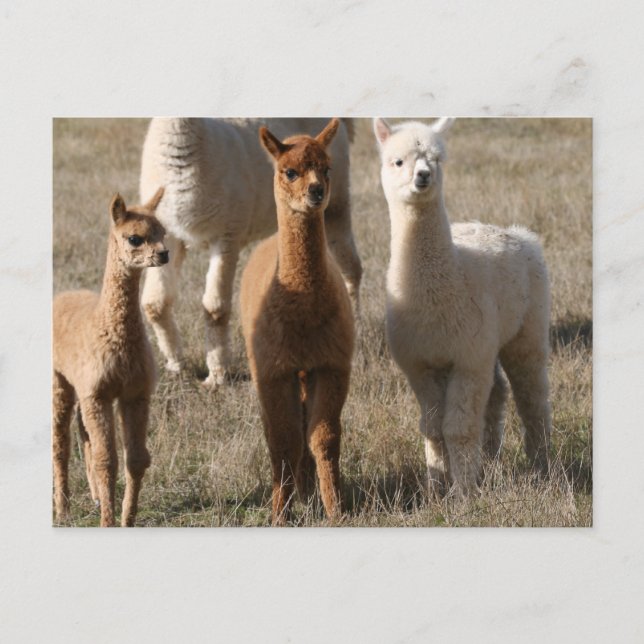 De tre amigos, Alpaca-Stil Vykort (Framsida)