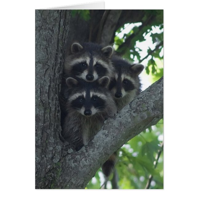 De tre amigos hälsningskort (Framsidan)