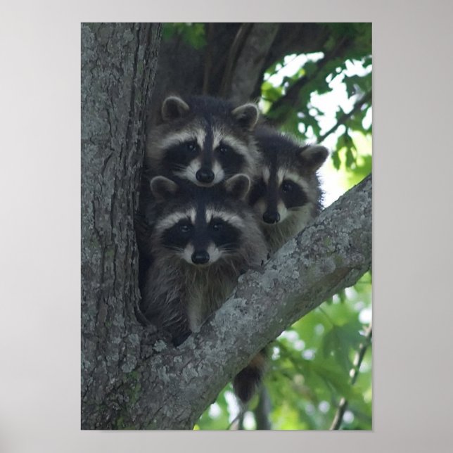 De tre amigos poster (Framsidan)