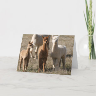 De tre amigosna, Alpaca-Stil Kort