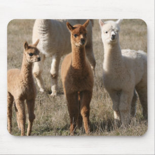 De tre amigosna, Alpaca-Stil Musmatta