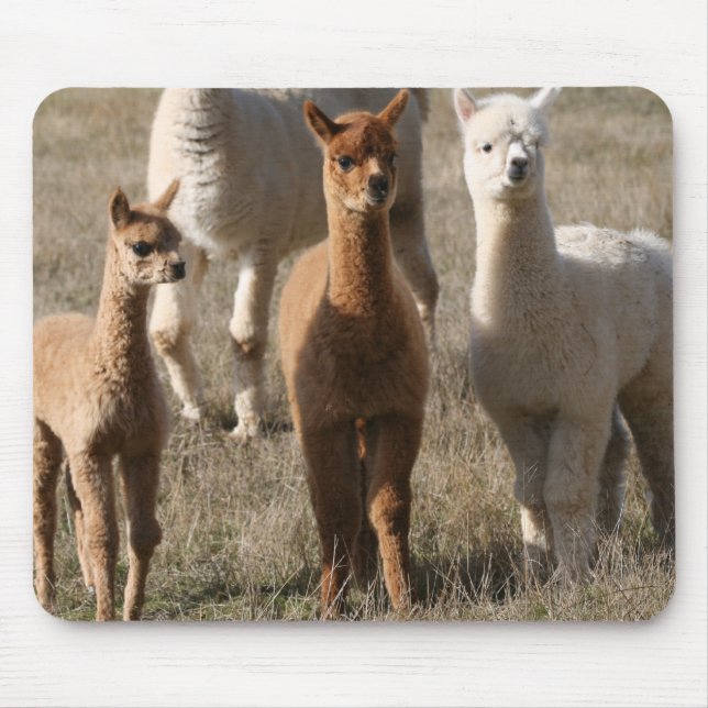 De tre amigosna, Alpaca-Stil Musmatta (Framsidan)