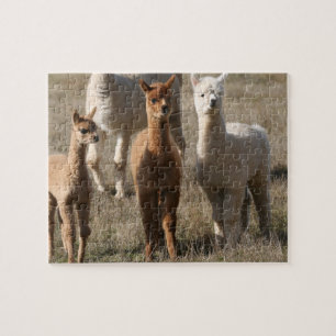 De tre amigosna, Alpaca-Stil Pussel