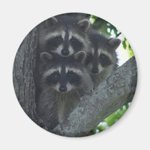 De tre amigosna magnet