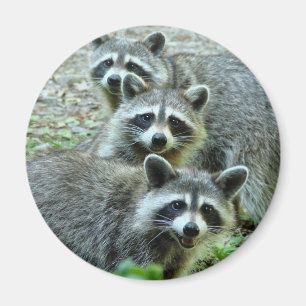 De tre raccoonsna magnet