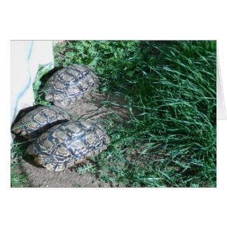 De tre Tortoises Card Hälsningskort