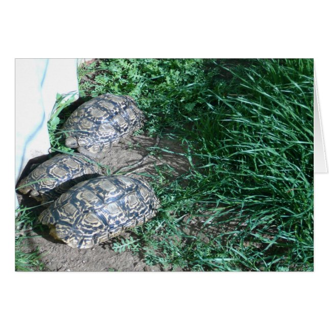 De tre Tortoises Card Hälsningskort (Framsidan Horizontal)