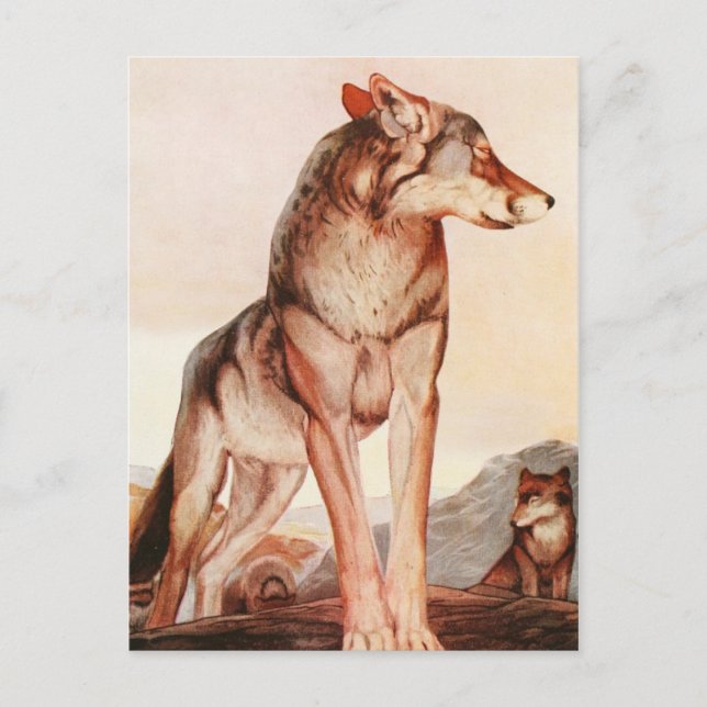 De två Jungle Bokar: Akela, Lone-Vargen Vykort (Framsida)