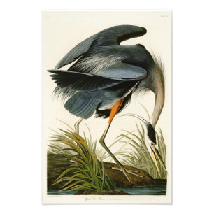 De underbara blåttHeronJohn Audubon fåglarna av Fototryck