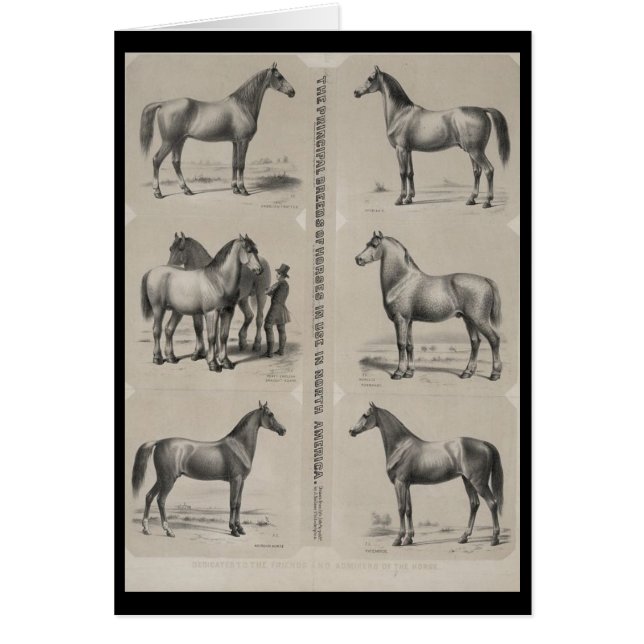 De viktigaste hästraserna i använda hälsningskort (Framsidan)