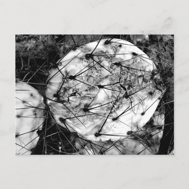 Dead Cactus Vykort (Framsida)