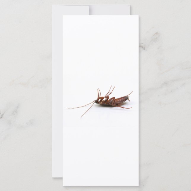 Dead cockroach (Framsida)