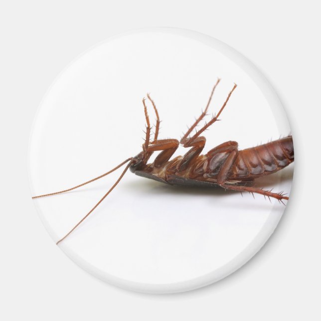 Dead cockroach magnet (Framsidan)