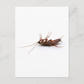 Dead cockroach vykort