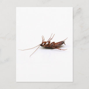 Dead cockroach vykort