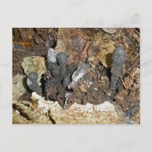 Dead mans vykort för svampar i Finger