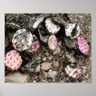 Dead Rosa Cactus Poster